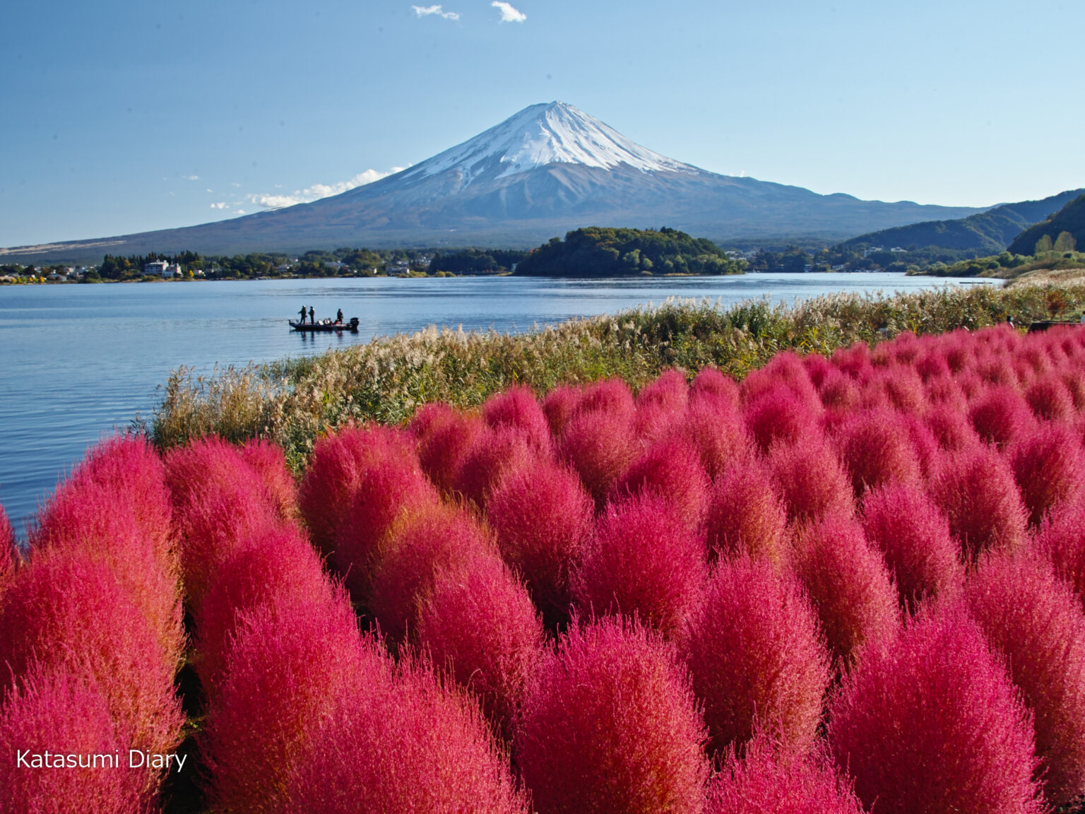 花だより2022年10月26日現在 コキアの紅葉の色づき見頃状況 富士山を望む絶景公園河口湖大石公園 アクセスと駐車場 山梨県