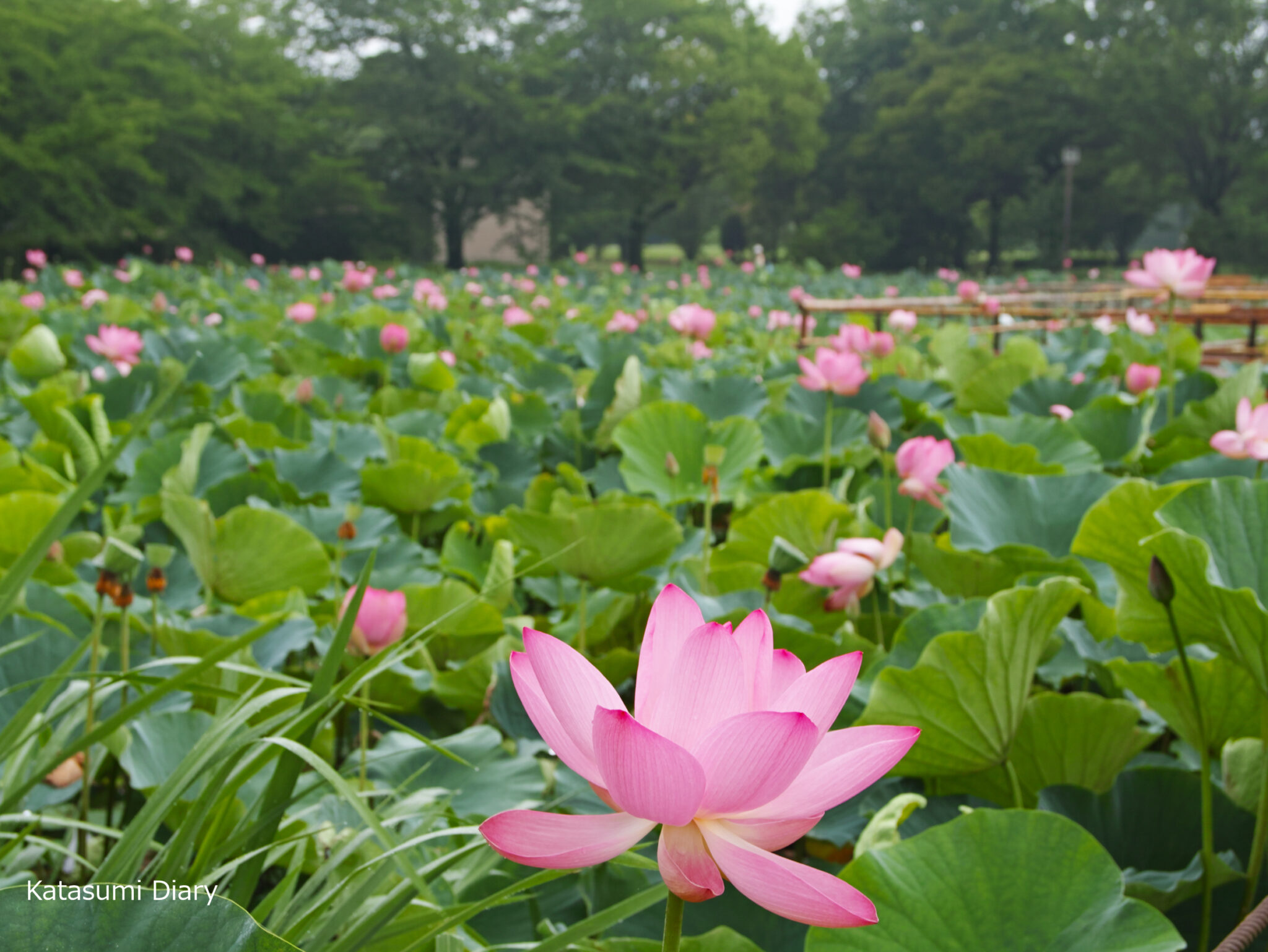 【花だより】2021年7月6日現在 古代蓮（行田蓮）開花状況 行田古代蓮の里 アクセスと駐車場 埼玉県行田市 | カタスミ日記