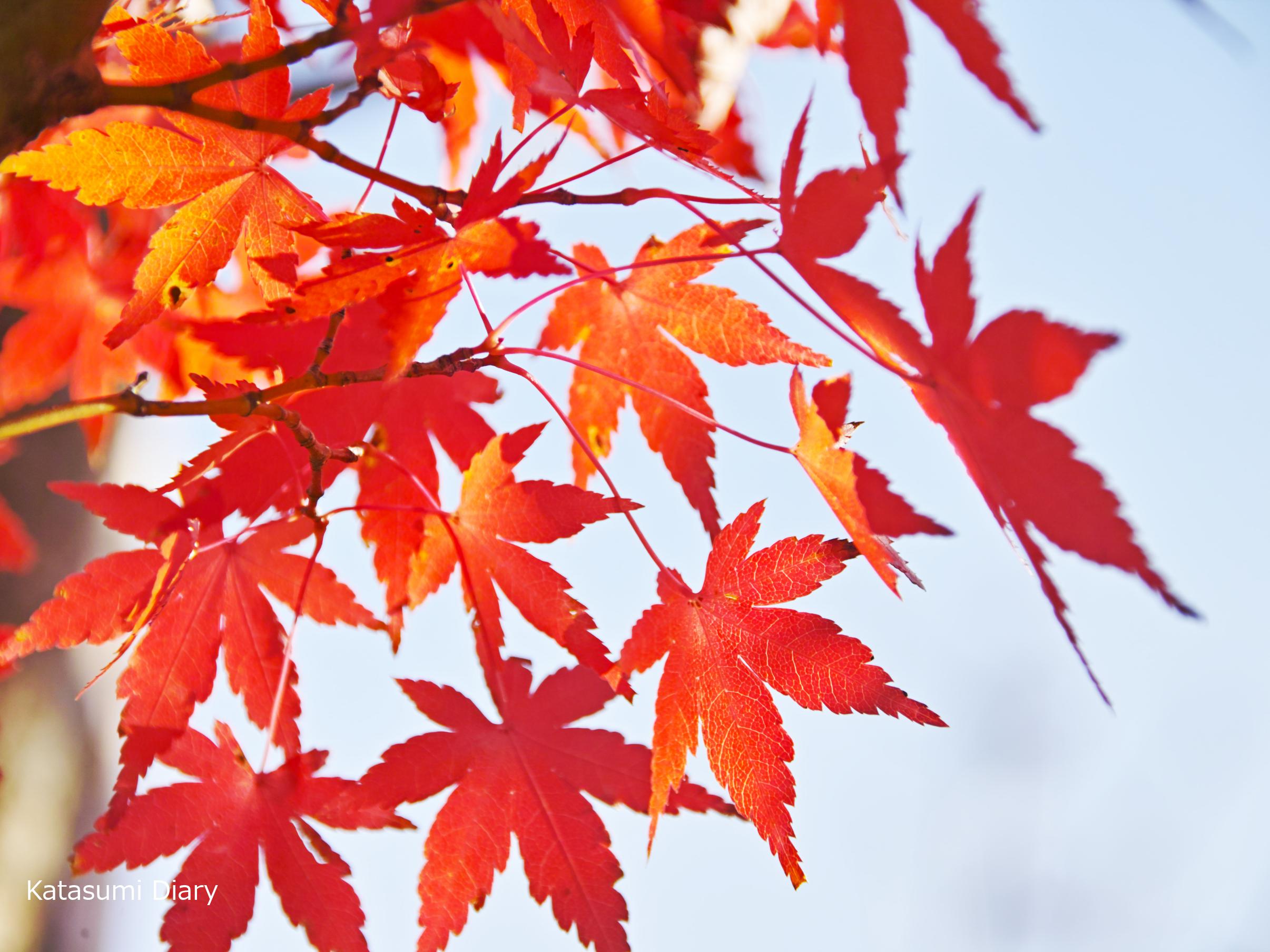 富士山を望む田貫湖と白糸の滝 色づく秋の風景 紅葉の見頃時期とアクセス 駐車場 静岡県富士宮市 カタスミ日記