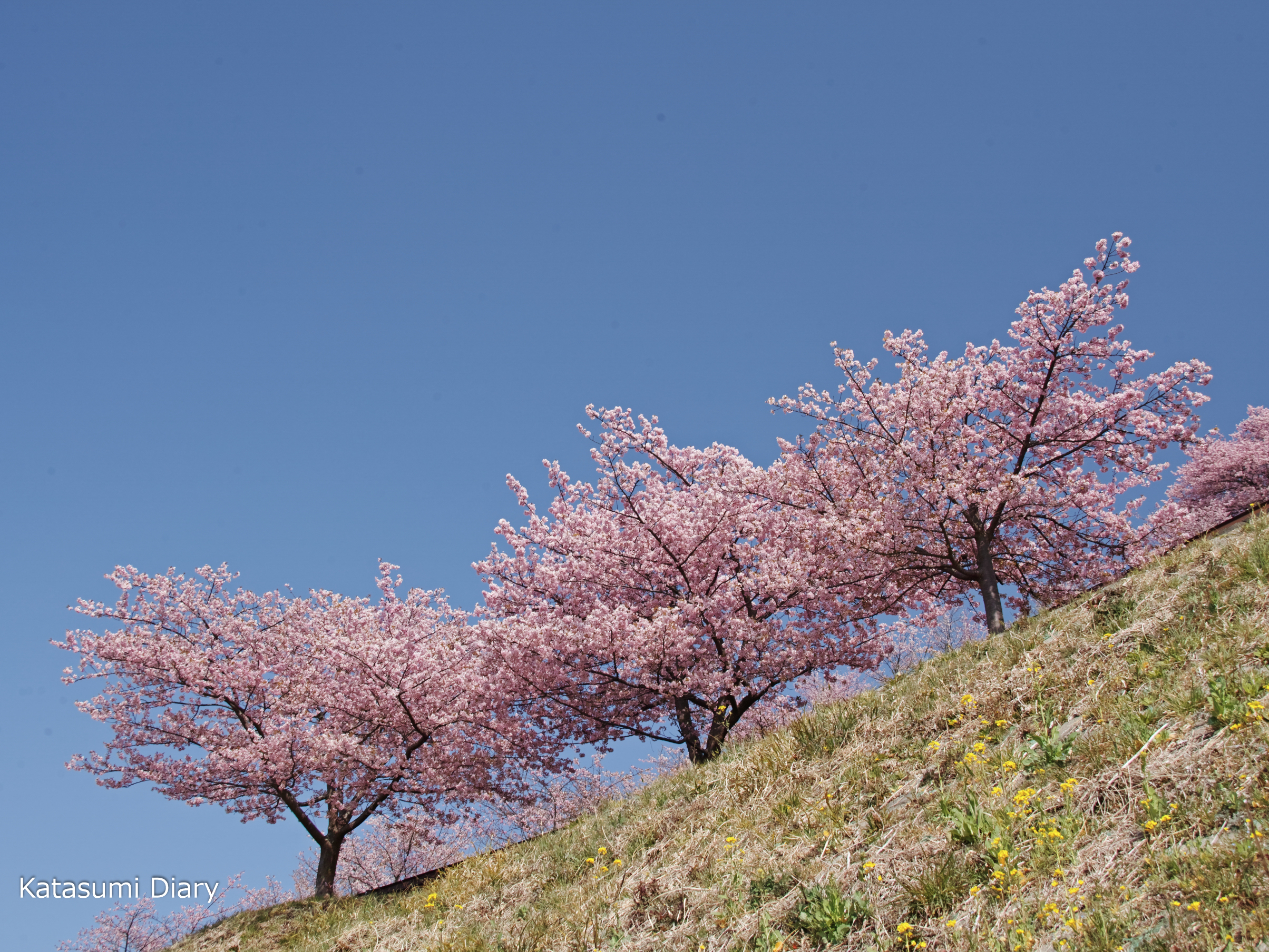2022 河津 松田 町 桜 みなみの桜と菜の花まつり（2022)見頃はいつ？開花状況や駐車場・アクセスについても！ ｜
