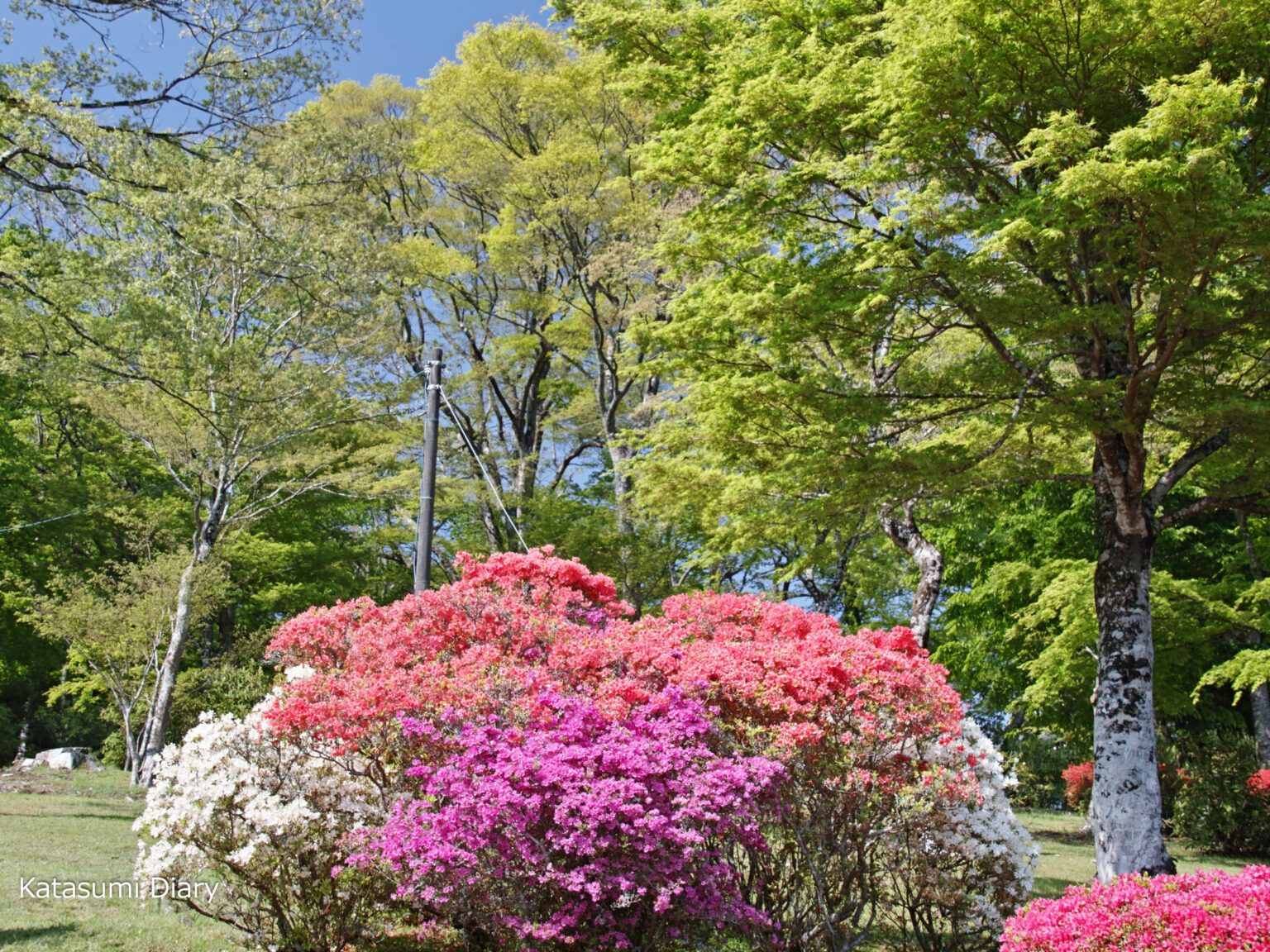 【花だより】2022年5月4日現在 ツツジの開花状況 冨士霊園のつつじ園 アクセスと駐車場 静岡県小山町 | カタスミ日記