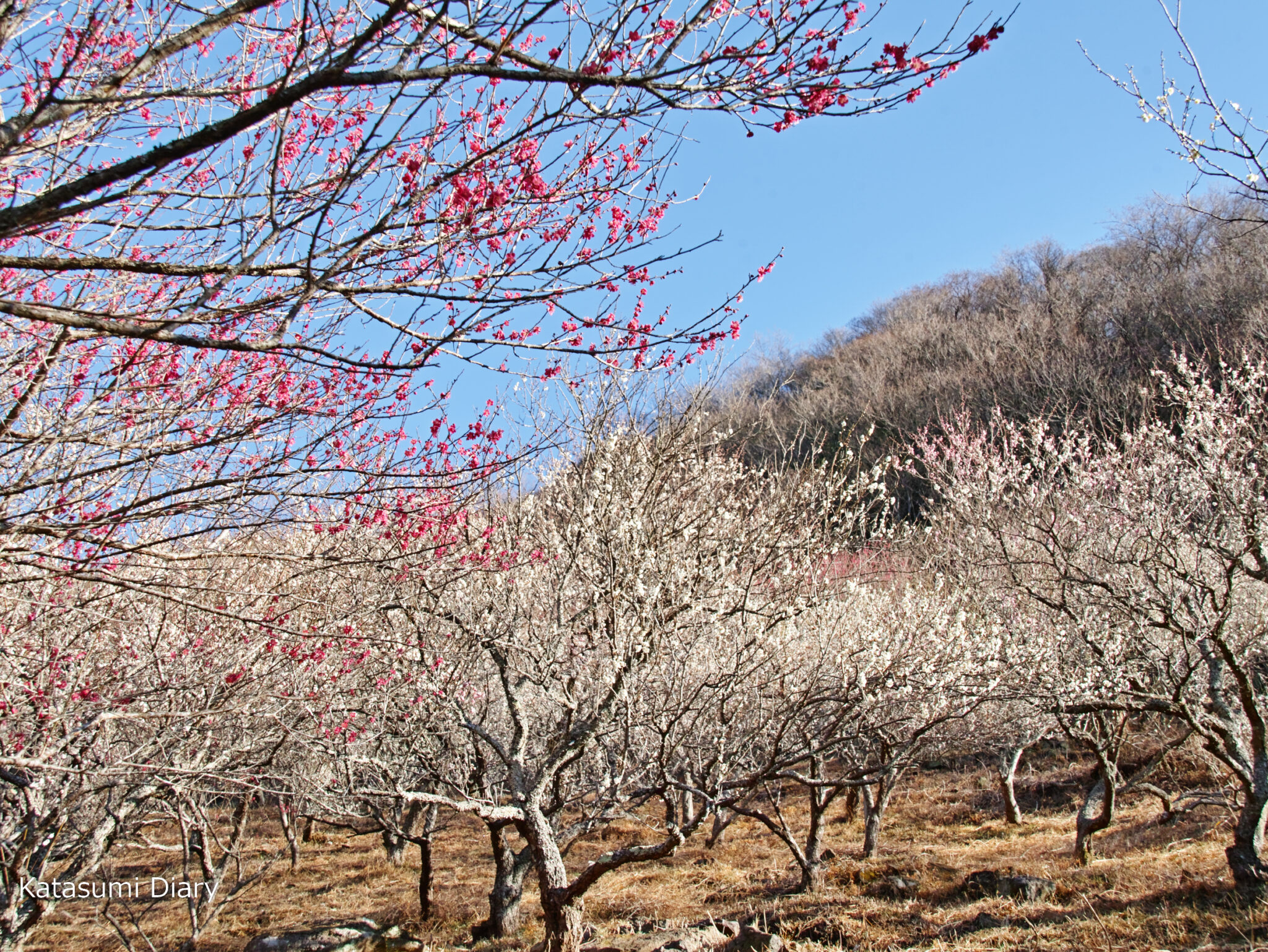 【花だより】2023年2月26日現在 梅の開花状況 「湯河原梅林 梅の宴（うめのうたげ）」幕山公園の梅林 アクセスと駐車場 神奈川県湯河原町 ...