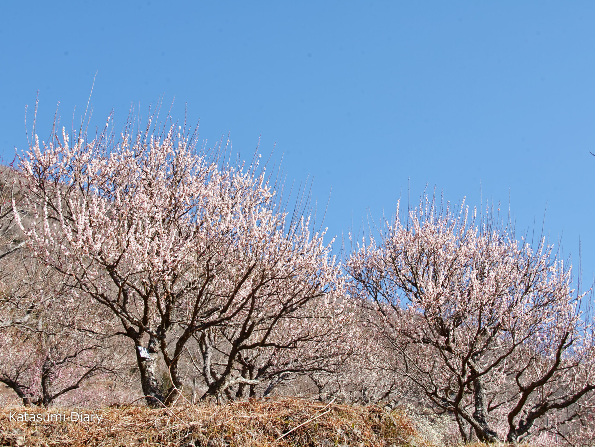 あの う 梅林 開花 状況