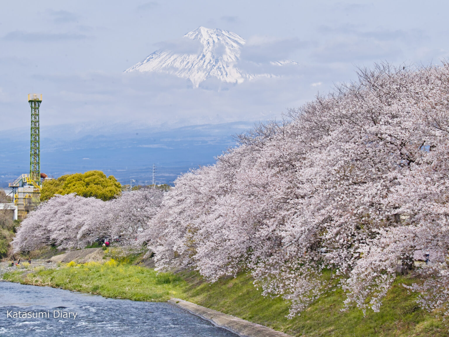 潤井川（龍巌淵）の桜並木 富士山とソメイヨシノの共演 2024年見頃時期と開花状況、アクセスと駐車場 静岡県富士市 | カタスミ日記