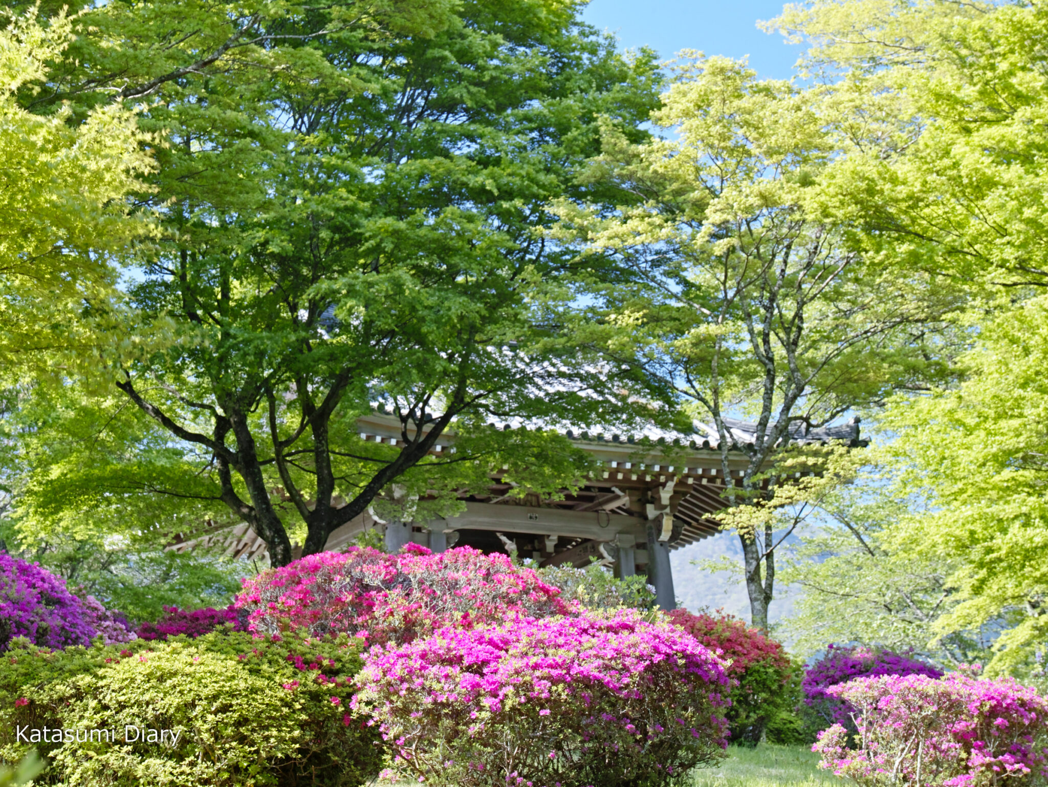 冨士霊園のつつじ園 桜の名所はツツジの名所 2024年見頃時期と開花状況、アクセスと駐車場 静岡県小山町 | カタスミ日記