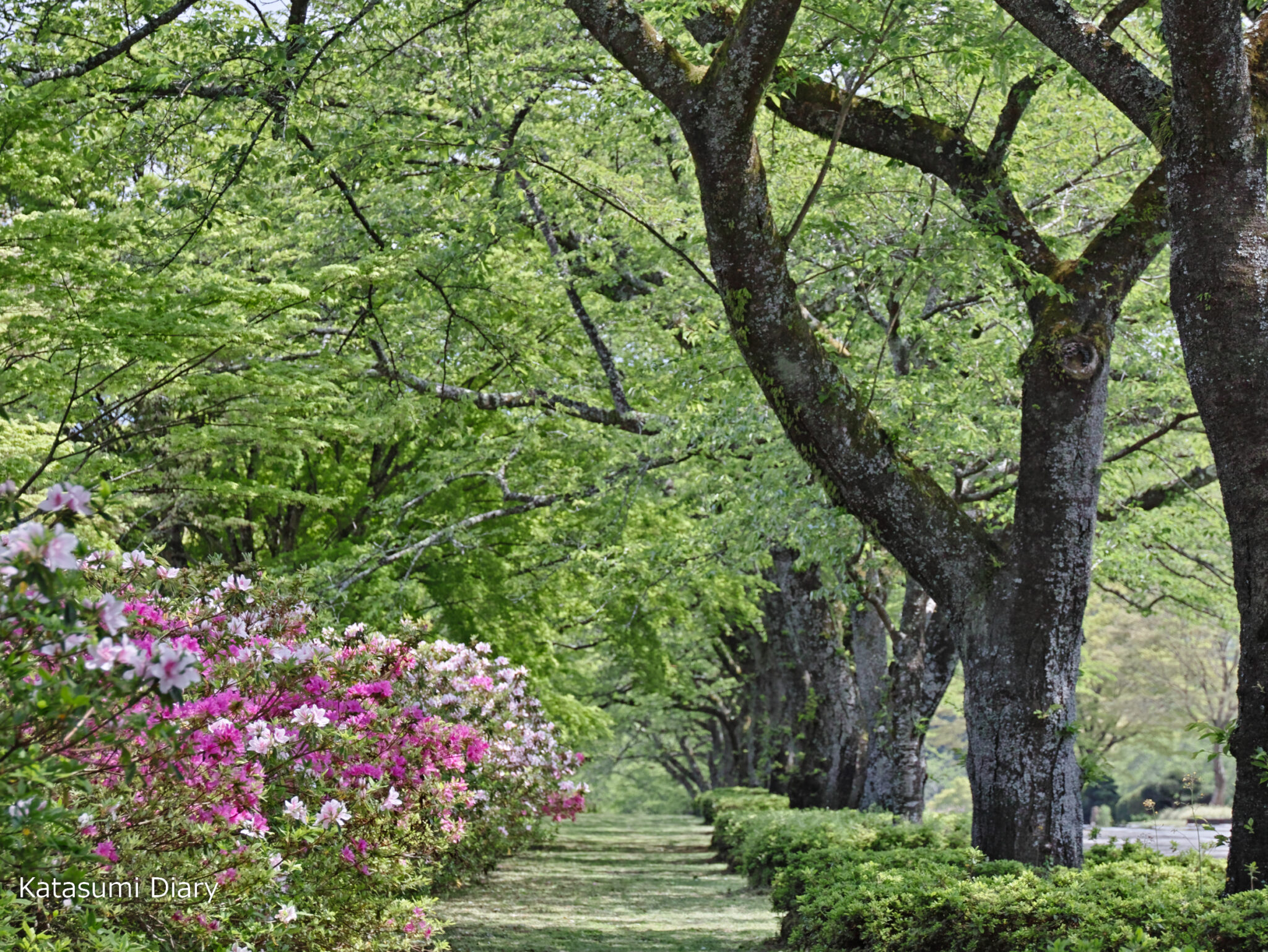 【花だより】2023年4月28日現在 ツツジの開花状況 冨士霊園 富士山と共演の絶景つつじ園 アクセスと駐車場 静岡県小山町 | カタスミ日記