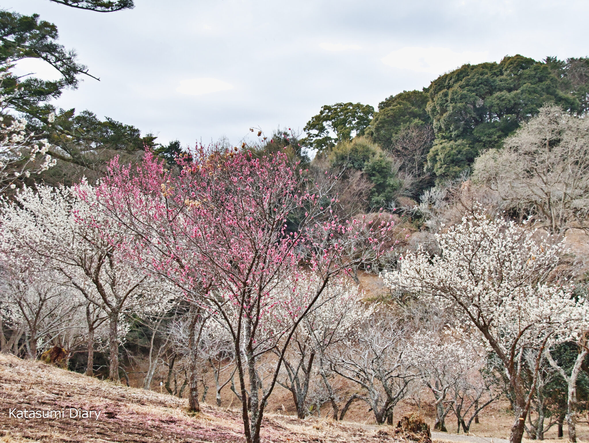 修善寺梅林 駐車場 | 修善寺梅林 見ごろ , 修善寺自然公園梅林[伊豆市]｜静岡新聞アットエス – KGNSX