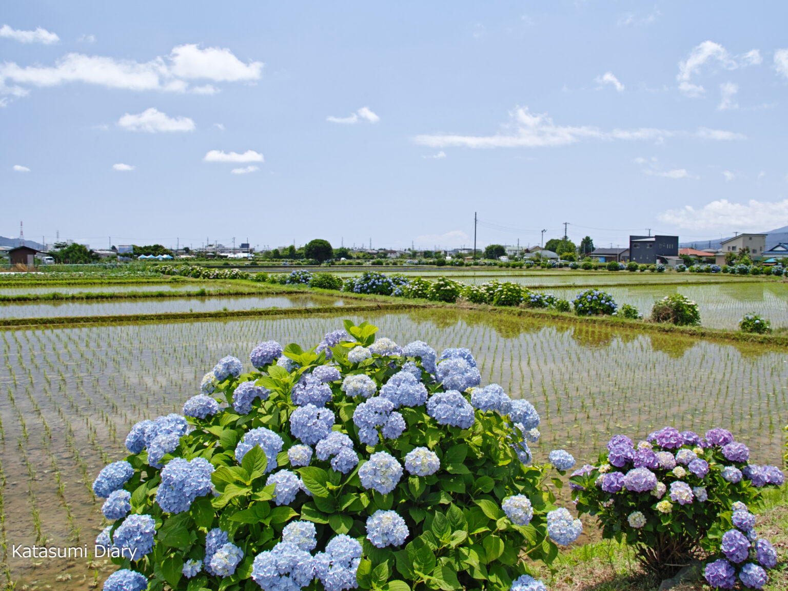 開成町あじさいの里「開成町あじさいまつり」2025年紫陽花の見頃時期と開花状況･アクセスと駐車場 神奈川県開成町 | カタスミ日記
