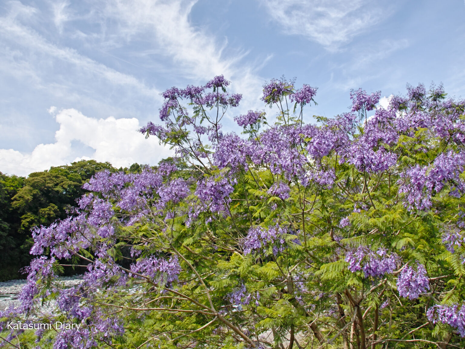 【花だより】2024年6月11日現在 ジャカランダの開花状況 新大口橋袂の酒匂川河川敷 アクセスと駐車場 神奈川県山北町 | カタスミ日記